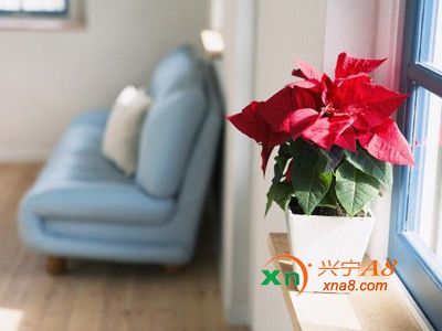 装修除甲醛最好方法 摆放植物获新生